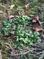 Prunella vulgaris