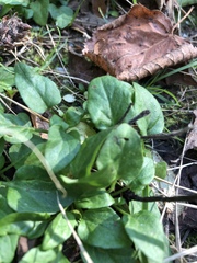 Prunella vulgaris