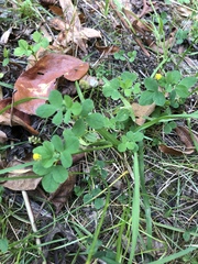 Medicago lupulina