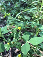 Medicago lupulina