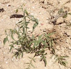 Solanum lycopersicum