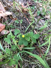 Medicago lupulina