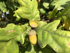 Quercus robur