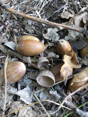 Quercus robur