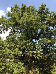 Quercus robur