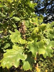 Quercus robur