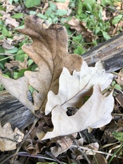 Quercus robur