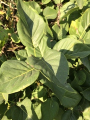 Syringa vulgaris