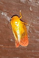 Eoscarta liternoides