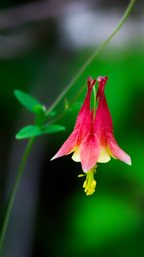 Aquilegia canadensis