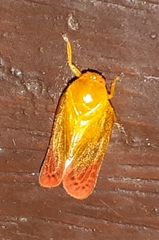 Eoscarta liternoides