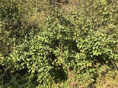 Syringa vulgaris