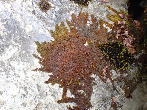 Haller's Feather-moss (Campylophyllum halleri)