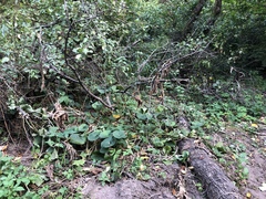 Brunnera sibirica