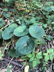 Brunnera sibirica