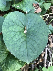 Brunnera sibirica
