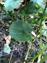 Brunnera sibirica