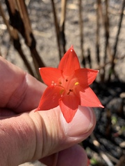 Cyrtanthus contractus