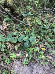Brunnera sibirica