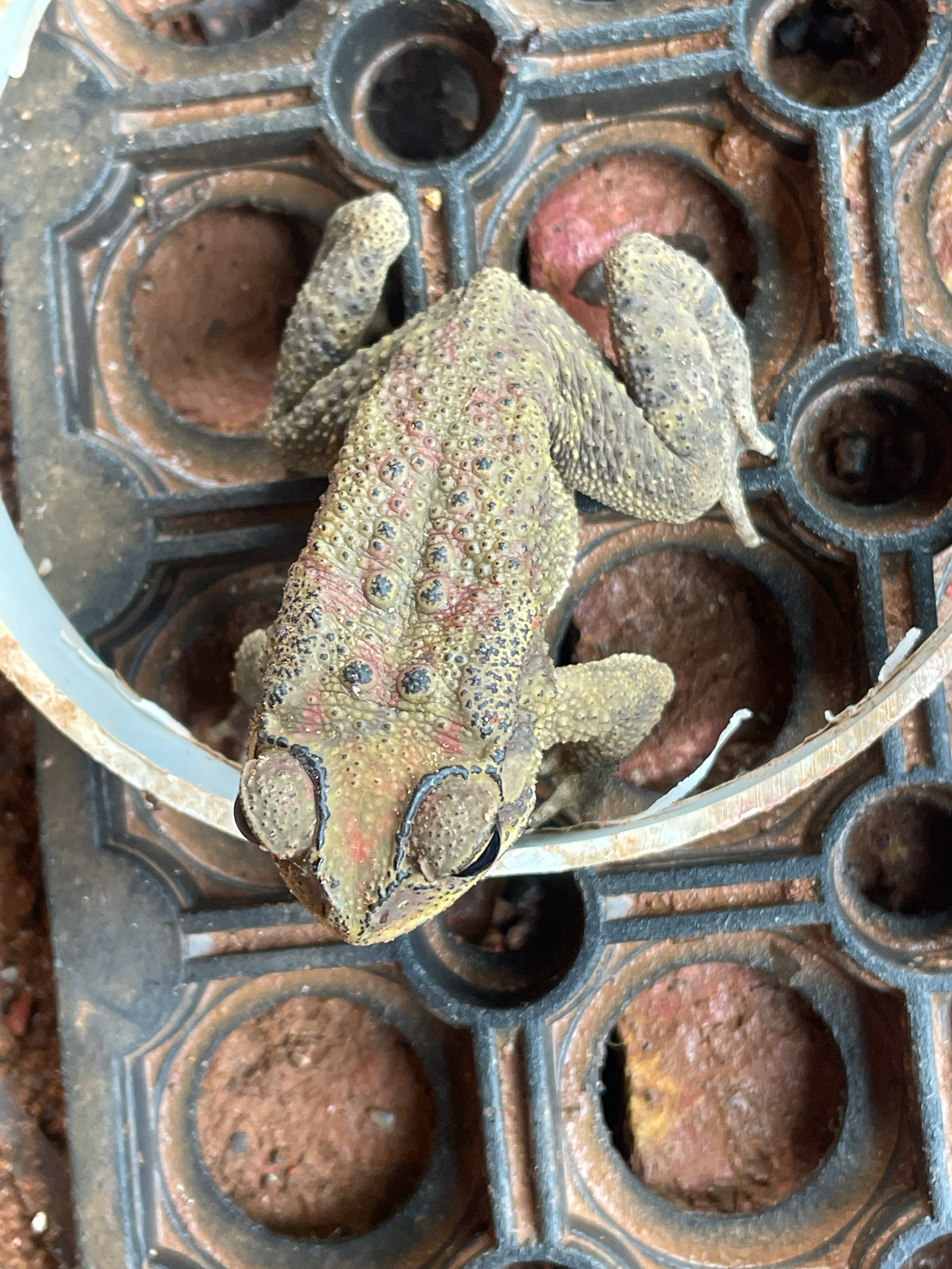 Indian Common True Toad