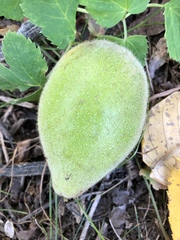Juglans