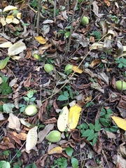 Juglans