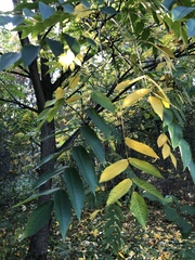 Juglans