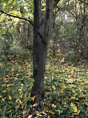 Juglans