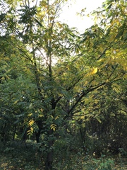 Juglans