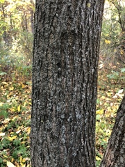 Juglans