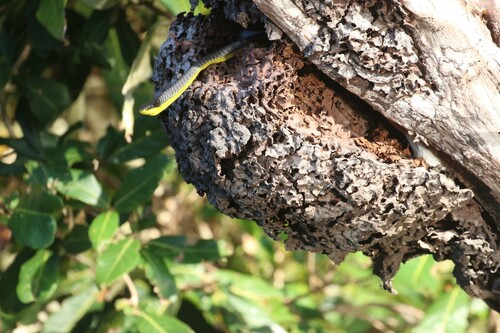 Common Tree Snake sighting