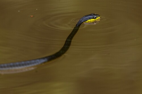 Common Tree Snake sighting
