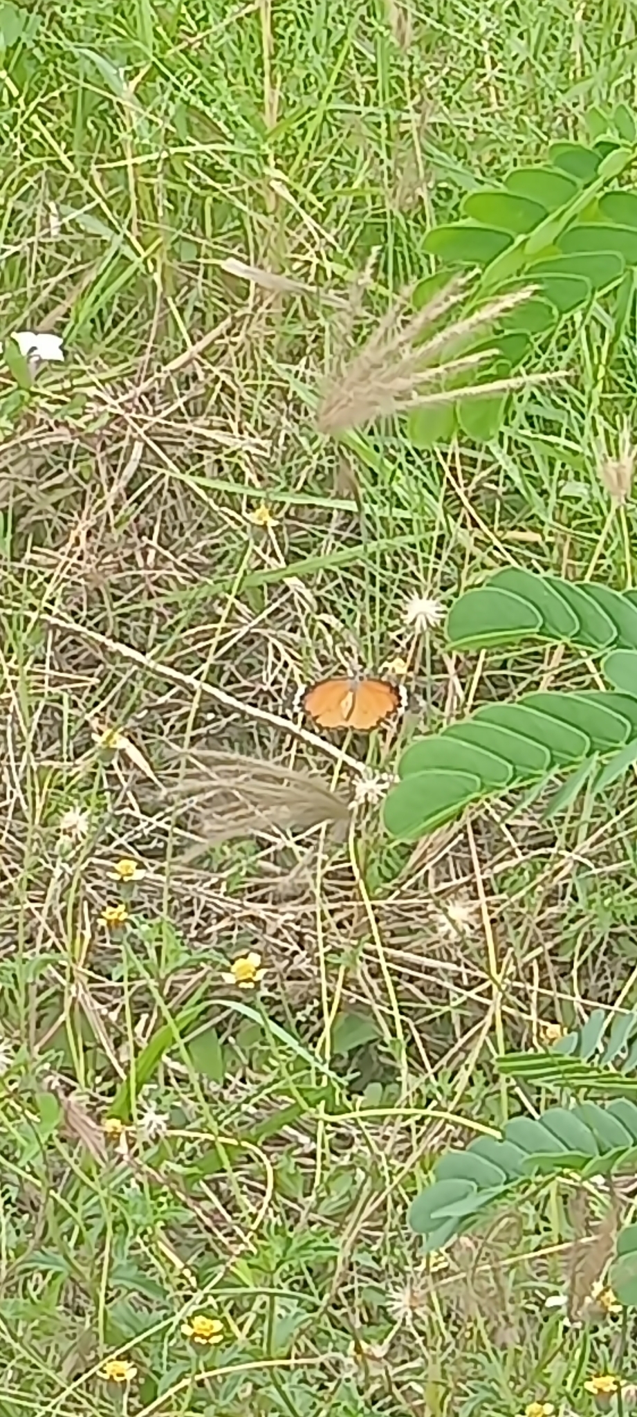 Plain Tiger