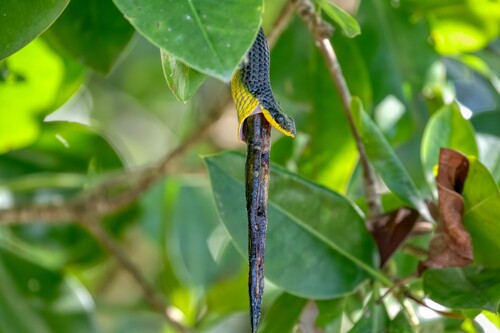 Common Tree Snake sighting