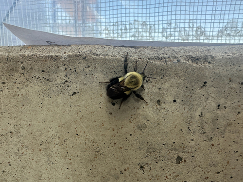Common Eastern Bumble Bee