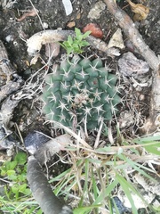 Mammillaria pseudocrucigera