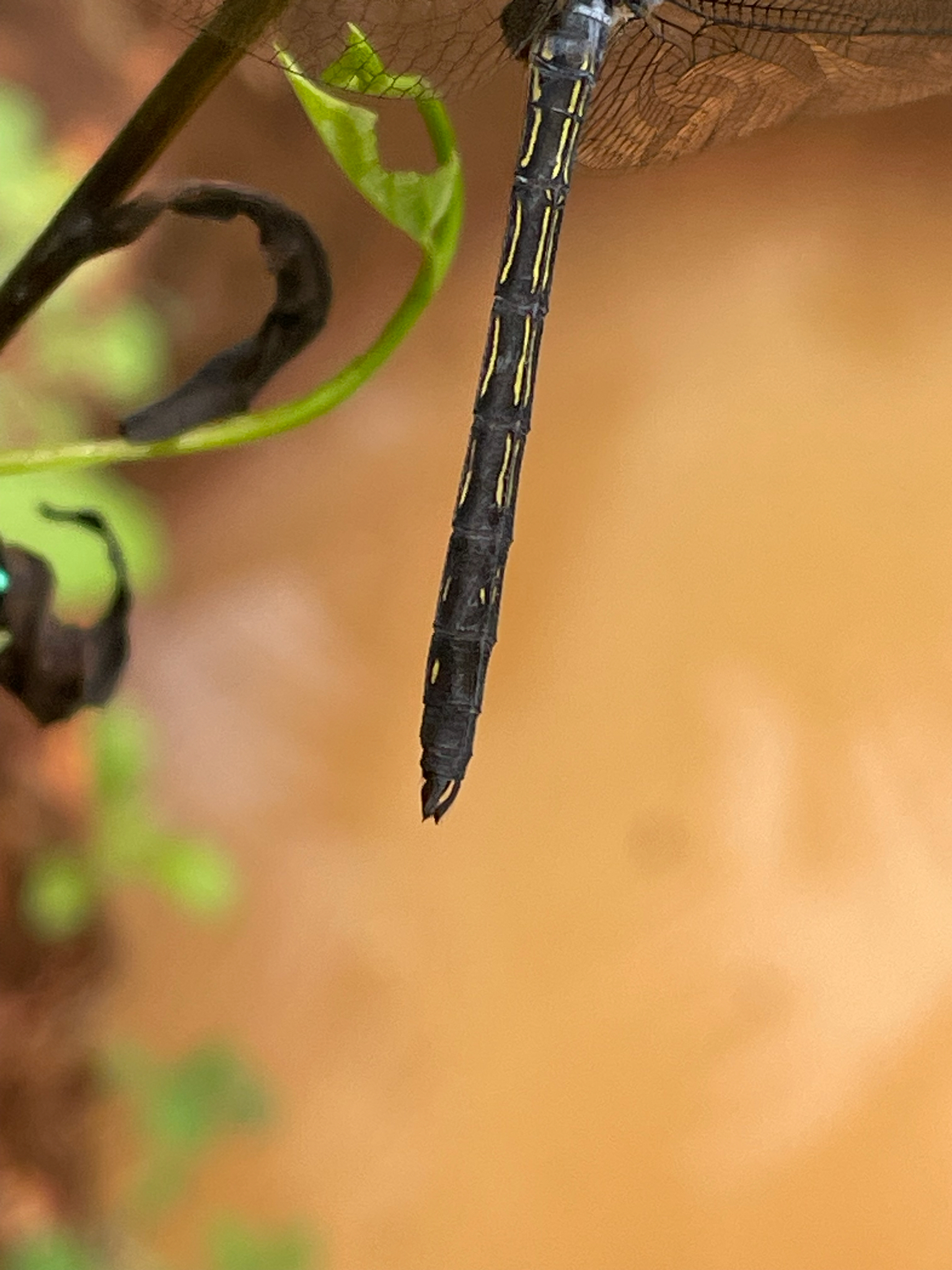 Emerald-Banded Skimmer