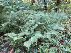 Dryopteris filix-mas