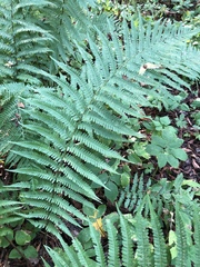 Dryopteris filix-mas