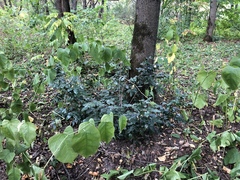 Berberis aquifolium