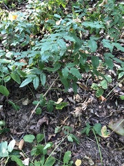 Berberis aquifolium