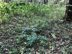 Berberis aquifolium
