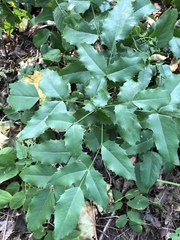 Berberis aquifolium