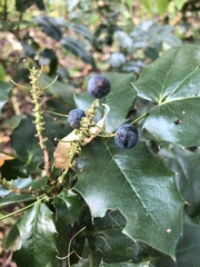 Berberis aquifolium