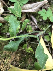Erigeron annuus