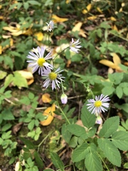 Erigeron annuus