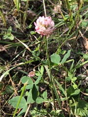 Trifolium hybridum