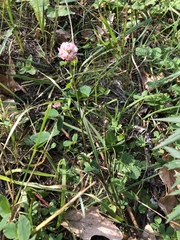 Trifolium hybridum