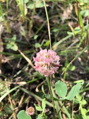 Trifolium hybridum