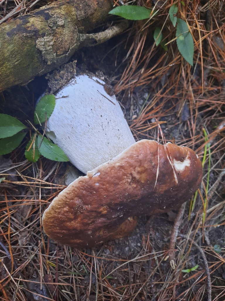 Boletus edulis · May 2025 · photo: © maxxrandomnumbers (iNaturalist, cc0)
